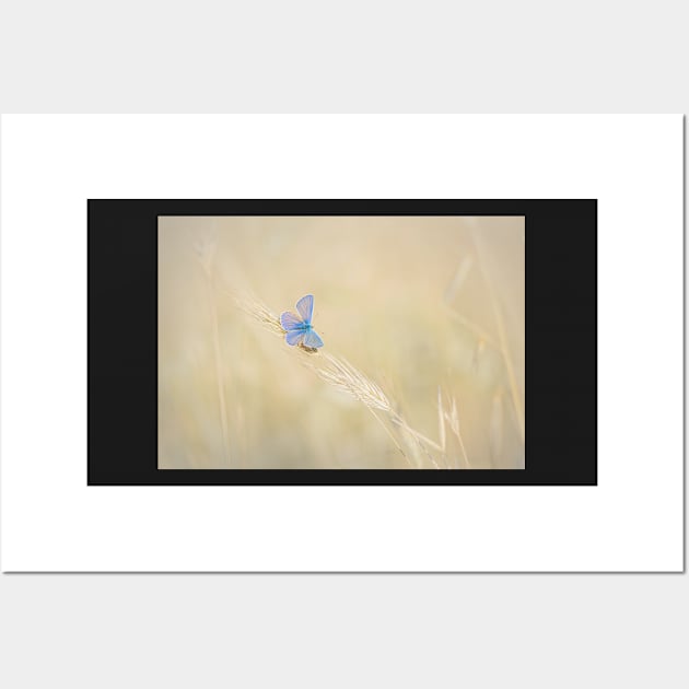 Common Blue Butterfly on Grass Wall Art by TonyNorth